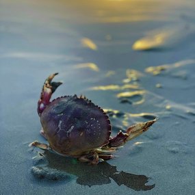 Oregon's North Coast Tide Pools