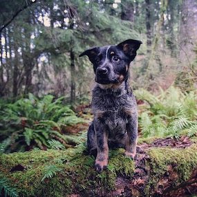 Oregon's North Coast PET-FRIENDLY