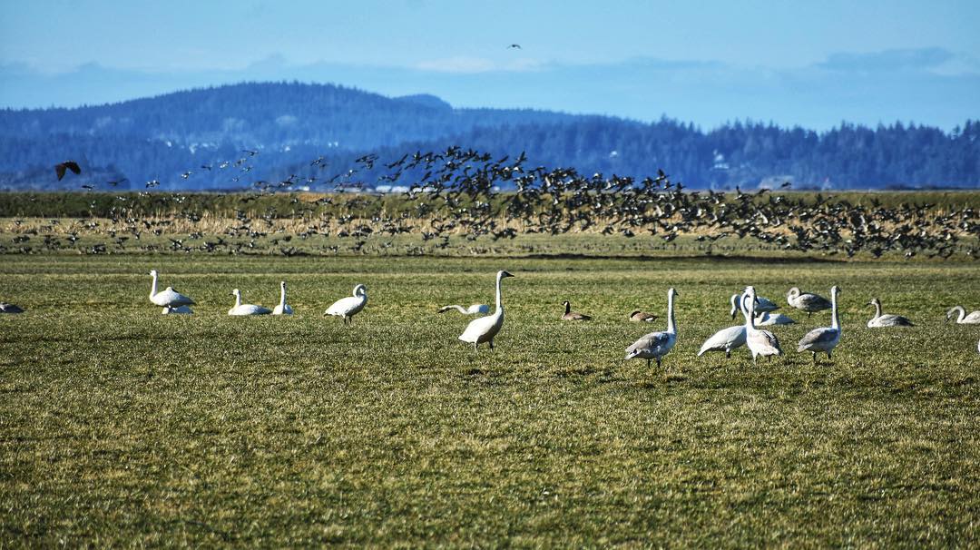 Oregon Coast Bird Watching